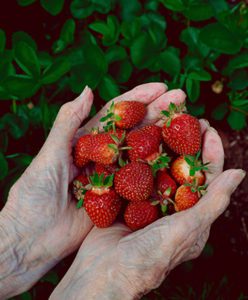 elderly holding strawberries